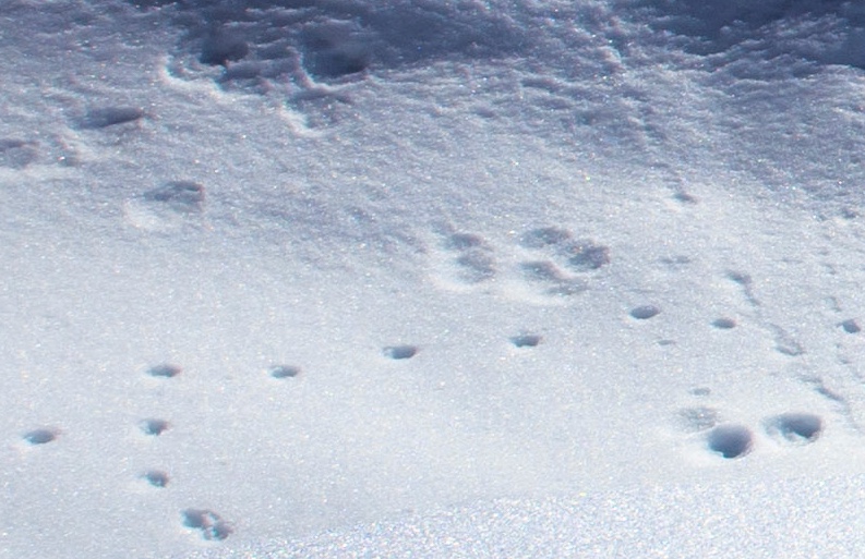 Huellas de oso en la nieve. Alto de la Cobertoria.